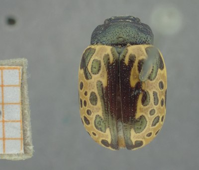 BE-RBINS-ENT Calligrapha_511 Calligrapha sylvia Dorsal.jpg BE-RBINS-ENT Calligrapha_511 Calligrapha sylvia Dorsal.jpg