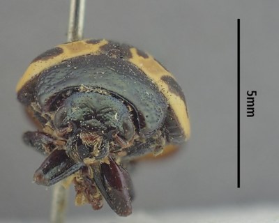 BE-RBINS-ENT Calligrapha_511 Calligrapha sylvia Frontal.jpg BE-RBINS-ENT Calligrapha_511 Calligrapha sylvia Frontal.jpg
