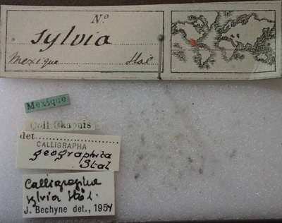 BE-RBINS-ENT Calligrapha_511 Calligrapha sylvia Label.jpg BE-RBINS-ENT Calligrapha_511 Calligrapha sylvia Label.jpg