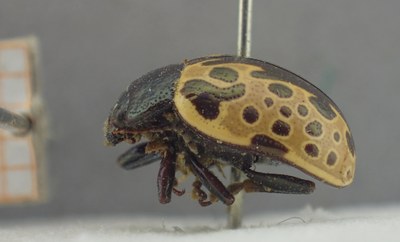 BE-RBINS-ENT Calligrapha_511 Calligrapha sylvia Lateral.jpg BE-RBINS-ENT Calligrapha_511 Calligrapha sylvia Lateral.jpg