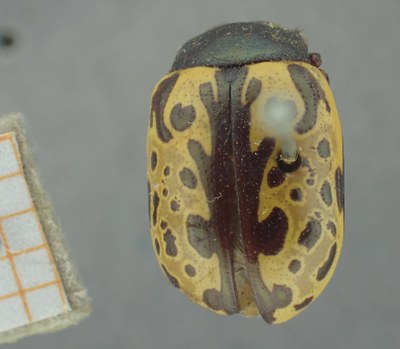BE-RBINS-ENT Calligrapha_512 Calligrapha sylvia Dorsal.jpg BE-RBINS-ENT Calligrapha_512 Calligrapha sylvia Dorsal.jpg
