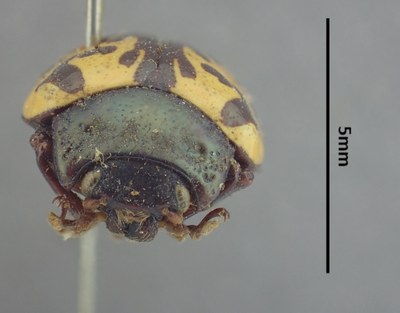 BE-RBINS-ENT Calligrapha_512 Calligrapha sylvia Frontal.jpg BE-RBINS-ENT Calligrapha_512 Calligrapha sylvia Frontal.jpg