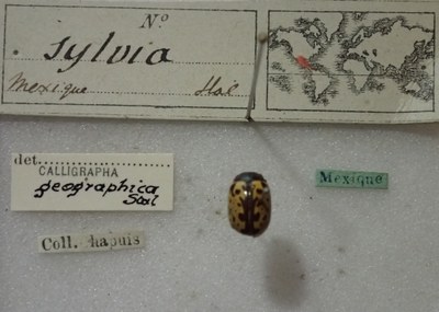BE-RBINS-ENT Calligrapha_512 Calligrapha sylvia Label.jpg BE-RBINS-ENT Calligrapha_512 Calligrapha sylvia Label.jpg