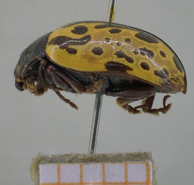 BE-RBINS-ENT Calligrapha_512 Calligrapha sylvia Lateral.jpg BE-RBINS-ENT Calligrapha_512 Calligrapha sylvia Lateral.jpg