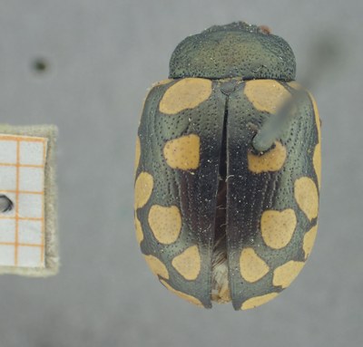 BE-RBINS-ENT Calligrapha_513 Calligrapha vigintimaculata Dorsal.jpg BE-RBINS-ENT Calligrapha_513 Calligrapha vigintimaculata Dorsal.jpg