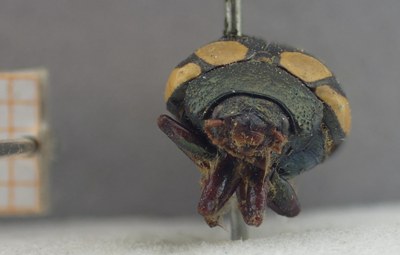 BE-RBINS-ENT Calligrapha_513 Calligrapha vigintimaculata Frontal.jpg BE-RBINS-ENT Calligrapha_513 Calligrapha vigintimaculata Frontal.jpg