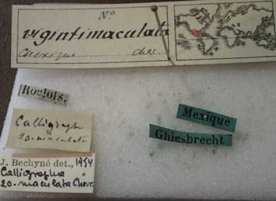 BE-RBINS-ENT Calligrapha_513 Calligrapha vigintimaculata Label.jpg BE-RBINS-ENT Calligrapha_513 Calligrapha vigintimaculata Label.jpg