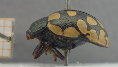 BE-RBINS-ENT Calligrapha_513 Calligrapha vigintimaculata Lateral.jpg BE-RBINS-ENT Calligrapha_513 Calligrapha vigintimaculata Lateral.jpg