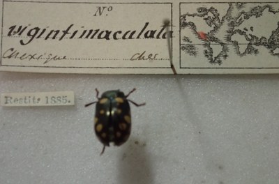 BE-RBINS-ENT Calligrapha_514 Calligrapha vigintimaculata Label.jpg BE-RBINS-ENT Calligrapha_514 Calligrapha vigintimaculata Label.jpg