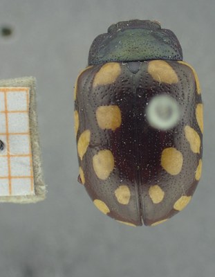 BE-RBINS-ENT Calligrapha_515 Calligrapha vigintimaculata Dorsal.jpg BE-RBINS-ENT Calligrapha_515 Calligrapha vigintimaculata Dorsal.jpg