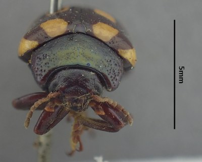 BE-RBINS-ENT Calligrapha_515 Calligrapha vigintimaculata Frontal.jpg BE-RBINS-ENT Calligrapha_515 Calligrapha vigintimaculata Frontal.jpg