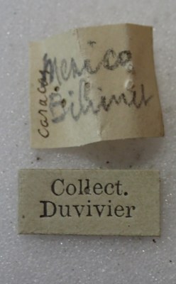 BE-RBINS-ENT Calligrapha_515 Calligrapha vigintimaculata Label.jpg BE-RBINS-ENT Calligrapha_515 Calligrapha vigintimaculata Label.jpg
