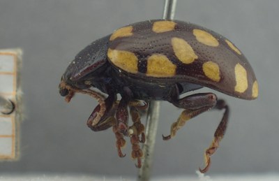 BE-RBINS-ENT Calligrapha_515 Calligrapha vigintimaculata Lateral.jpg BE-RBINS-ENT Calligrapha_515 Calligrapha vigintimaculata Lateral.jpg