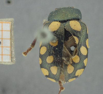 BE-RBINS-ENT Calligrapha_516 Calligrapha vigintimaculata Dorsal.jpg BE-RBINS-ENT Calligrapha_516 Calligrapha vigintimaculata Dorsal.jpg