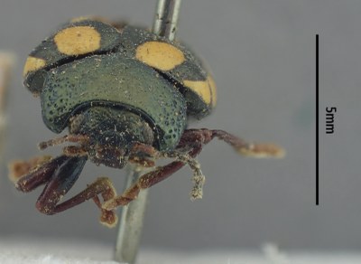 BE-RBINS-ENT Calligrapha_516 Calligrapha vigintimaculata Frontal.jpg BE-RBINS-ENT Calligrapha_516 Calligrapha vigintimaculata Frontal.jpg