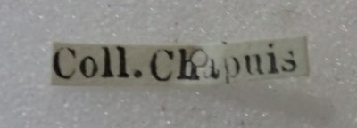 BE-RBINS-ENT Calligrapha_516 Calligrapha vigintimaculata Label.jpg BE-RBINS-ENT Calligrapha_516 Calligrapha vigintimaculata Label.jpg