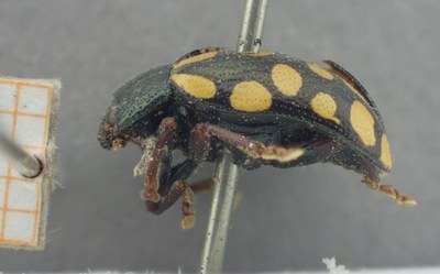 BE-RBINS-ENT Calligrapha_516 Calligrapha vigintimaculata Lateral.jpg BE-RBINS-ENT Calligrapha_516 Calligrapha vigintimaculata Lateral.jpg