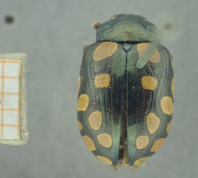 BE-RBINS-ENT Calligrapha_517 Calligrapha vigintimaculata Dorsal.jpg BE-RBINS-ENT Calligrapha_517 Calligrapha vigintimaculata Dorsal.jpg