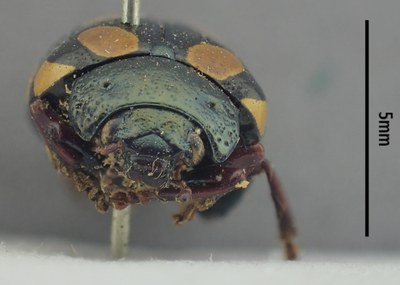BE-RBINS-ENT Calligrapha_517 Calligrapha vigintimaculata Frontal.jpg BE-RBINS-ENT Calligrapha_517 Calligrapha vigintimaculata Frontal.jpg