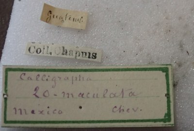 BE-RBINS-ENT Calligrapha_517 Calligrapha vigintimaculata Label.jpg BE-RBINS-ENT Calligrapha_517 Calligrapha vigintimaculata Label.jpg