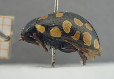 BE-RBINS-ENT Calligrapha_517 Calligrapha vigintimaculata Lateral.jpg BE-RBINS-ENT Calligrapha_517 Calligrapha vigintimaculata Lateral.jpg