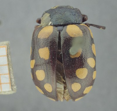 BE-RBINS-ENT Calligrapha_518 Calligrapha vigintimaculata Dorsal.jpg BE-RBINS-ENT Calligrapha_518 Calligrapha vigintimaculata Dorsal.jpg
