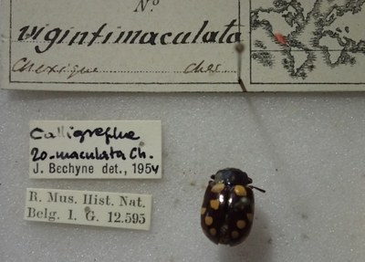 BE-RBINS-ENT Calligrapha_518 Calligrapha vigintimaculata Label.jpg BE-RBINS-ENT Calligrapha_518 Calligrapha vigintimaculata Label.jpg