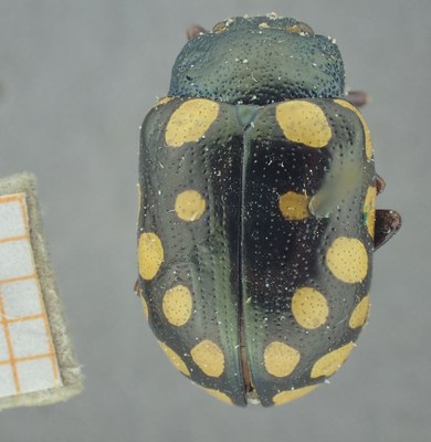 BE-RBINS-ENT Calligrapha_519 Calligrapha vigintimaculata Dorsal.jpg BE-RBINS-ENT Calligrapha_519 Calligrapha vigintimaculata Dorsal.jpg
