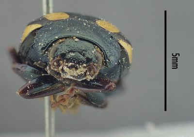 BE-RBINS-ENT Calligrapha_519 Calligrapha vigintimaculata Frontal.jpg BE-RBINS-ENT Calligrapha_519 Calligrapha vigintimaculata Frontal.jpg