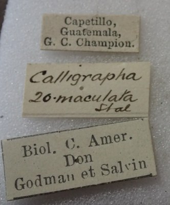 BE-RBINS-ENT Calligrapha_519 Calligrapha vigintimaculata Label.jpg BE-RBINS-ENT Calligrapha_519 Calligrapha vigintimaculata Label.jpg