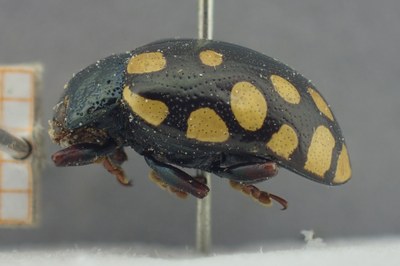 BE-RBINS-ENT Calligrapha_519 Calligrapha vigintimaculata Lateral.jpg BE-RBINS-ENT Calligrapha_519 Calligrapha vigintimaculata Lateral.jpg