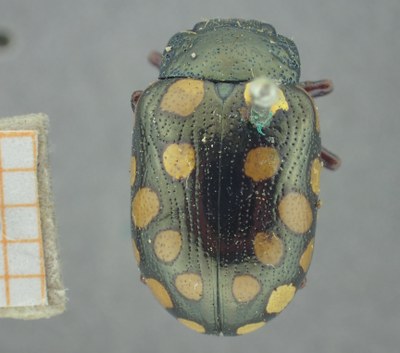 BE-RBINS-ENT Calligrapha_520 Calligrapha vigintimaculata Dorsal.jpg BE-RBINS-ENT Calligrapha_520 Calligrapha vigintimaculata Dorsal.jpg