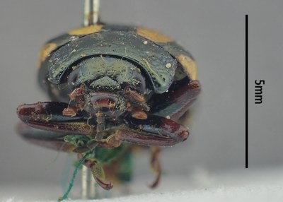 BE-RBINS-ENT Calligrapha_520 Calligrapha vigintimaculata Frontal.jpg BE-RBINS-ENT Calligrapha_520 Calligrapha vigintimaculata Frontal.jpg