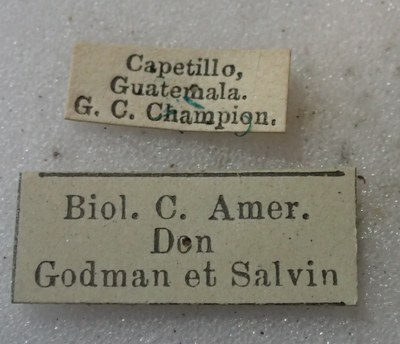 BE-RBINS-ENT Calligrapha_520 Calligrapha vigintimaculata Label.jpg BE-RBINS-ENT Calligrapha_520 Calligrapha vigintimaculata Label.jpg