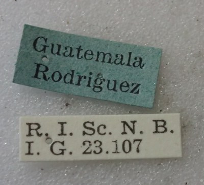 BE-RBINS-ENT Calligrapha_524 Calligrapha pantherina Label.jpg BE-RBINS-ENT Calligrapha_524 Calligrapha pantherina Label.jpg