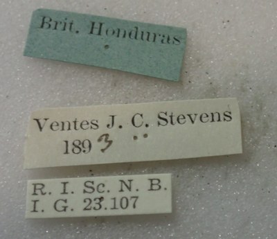 BE-RBINS-ENT Calligrapha_529 Calligrapha fulvipes Label.jpg