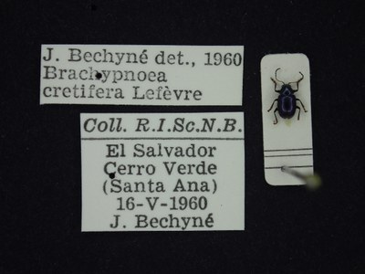 BE-RBINS-ENT Brachypnoea cretifera K30_D01_108 Label.JPG