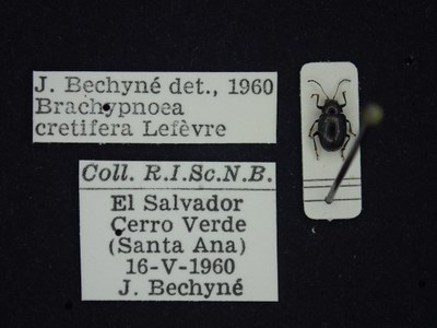 BE-RBINS-ENT Brachypnoea cretifera K30_D01_116 Label.JPG