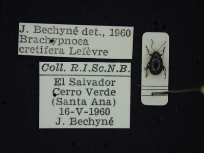 BE-RBINS-ENT Brachypnoea cretifera K30_D01_119 Label.JPG