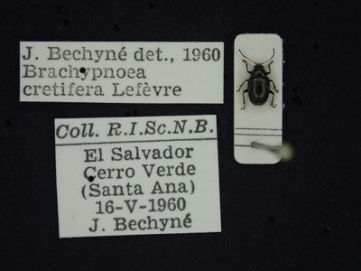 BE-RBINS-ENT Brachypnoea cretifera K30_D01_121 Label.JPG