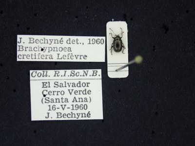 BE-RBINS-ENT Brachypnoea cretifera K30_D01_131 Label.JPG