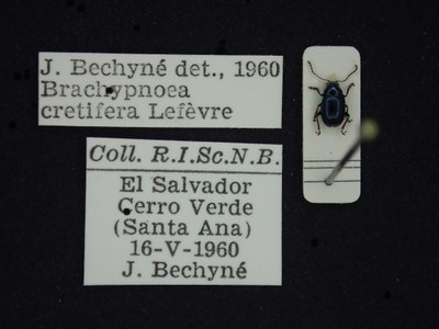 BE-RBINS-ENT Brachypnoea cretifera K30_D01_132 Label.JPG