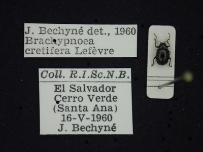 BE-RBINS-ENT Brachypnoea cretifera K30_D01_134 Label.JPG