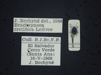 BE-RBINS-ENT Brachypnoea cretifera K30_D01_144 Label.JPG