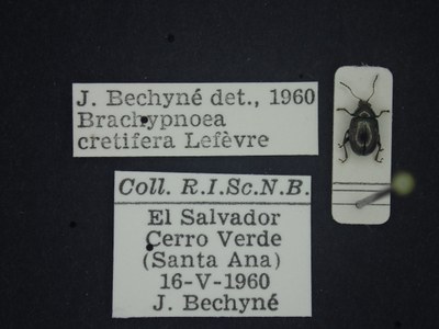 BE-RBINS-ENT Brachypnoea cretifera K30_D01_157 Label.JPG