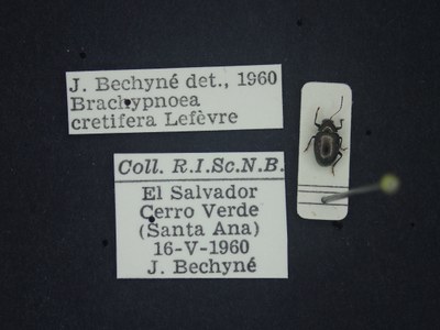 BE-RBINS-ENT Brachypnoea cretifera K30_D01_161 Label.JPG