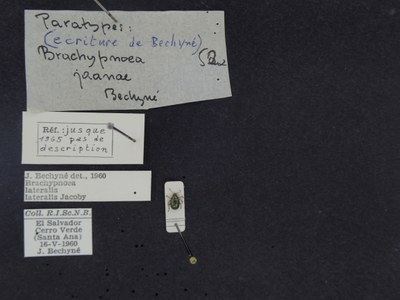 BE-RBINS-ENT Brachypnoea lateralis lateralis K30_D02_052 Label.JPG BE-RBINS-ENT Brachypnoea lateralis lateralis K30_D02_052 Label.JPG