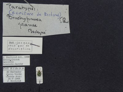 BE-RBINS-ENT Brachypnoea lateralis lateralis K30_D02_053 Label.JPG BE-RBINS-ENT Brachypnoea lateralis lateralis K30_D02_053 Label.JPG
