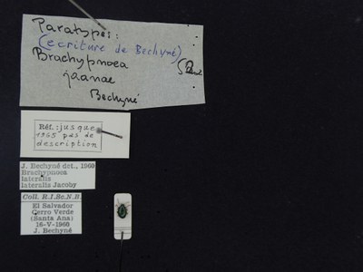 BE-RBINS-ENT Brachypnoea lateralis lateralis K30_D02_054 Label.JPG BE-RBINS-ENT Brachypnoea lateralis lateralis K30_D02_054 Label.JPG