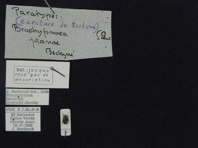 BE-RBINS-ENT Brachypnoea lateralis lateralis K30_D02_055 Label.JPG BE-RBINS-ENT Brachypnoea lateralis lateralis K30_D02_055 Label.JPG